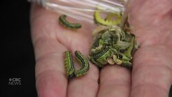 What home gardeners need to know about the box tree moth News Clip