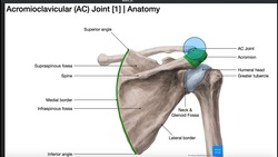 The AC Joint | Anatomy, Injury, & Diagnostic Test Cluster Instructional Video