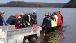 CLEAN : Rescue efforts continue in Australia mass whale stranding News Clip