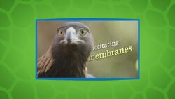 Tonka the Golden Eagle Shows Off Her Predatory Prowess Instructional Video