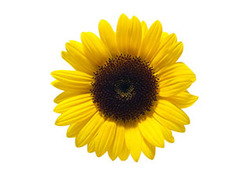 The Fibonacci Sequence Instructional Video