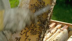 Great Lakes Cabins: Local Products and Eco-Friendly Living Instructional Video