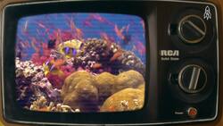 Unveiling the Mantis Shrimp, nature's vivid viewer Instructional Video