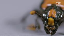 Meet the Gravedigger of the Animal Kingdom Instructional Video