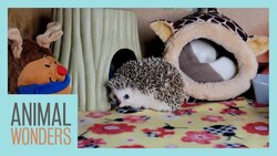 New Hedgehog! Instructional Video