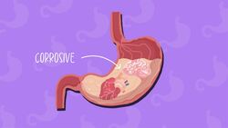 I WONDER - What Is Stomach Acid? Instructional Video