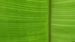 banana leaf background Stock Footage