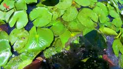 SNAKE BITE...is it Venomous?! Instructional Video