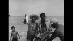 Hawaii, 1952: Men catch fish as children do the hula dance in a hukilau Stock Footage