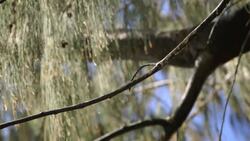 Wildlife on Lady Elliot Island Instructional Video