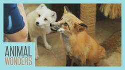 Animal Training Turnover Instructional Video