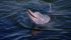 Meeting a Humpback Dolphin Instructional Video
