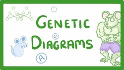 GCSE Biology - Genetic Diagrams #73 Instructional Video