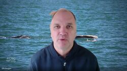 Why 1st North Atlantic right-whale calf of the season is sign of hope News Clip