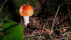 Macro Dolly: Fly agaric Stock Footage