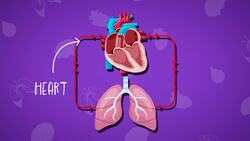 I WONDER - How Quickly Does Blood Flow? Instructional Video