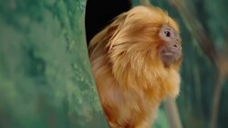You Have To Check Out This Amazing Cotton Top Tamarin Instructional Video