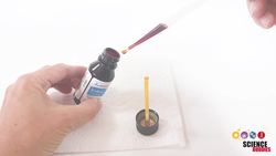 Test Your Food for Starch Instructional Video