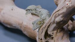 The Amazing Camouflage of the Mossy Leaf-Tailed Gecko Instructional Video