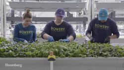This High-Tech Farmer Grows Kale in a Factory News Clip
