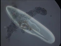 Investigating Protists: Video Quiz Instructional Video