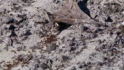 Fire Ants: Coping with These Invasive Insects - Science Nation Instructional Video