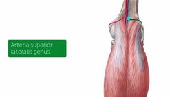 Nerven und Blutgefäße des Unterschenkels und Knies Instructional Video