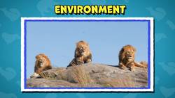 Five Facts - Mammals Instructional Video