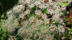 Different species of insects pollinating a white flower Stock Footage