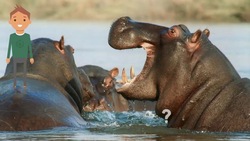 ESL Videos: Wild Animals for kids- Vocabulary: lion, tiger, bear, wolf, giraffe, hippo, elephant Instructional Video