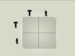 Fundamentals of Genetics: Hybrid Cross Instructional Video