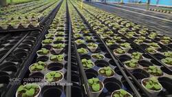 WHO rejects Canadian-made COVID-19 vaccine for emergency use over tobacco ties News Clip