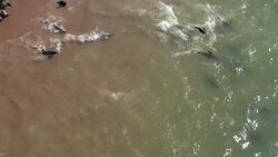 Seals in the Wild: Drone Footage of Marine Mammals Stock Footage