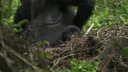 What Can Be Saved? Gorillas rise against the odds ++REPLAY++ News Clip