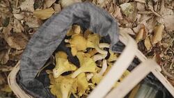 Woman picking mushrooms and drinking coffee in the forest Stock Footage