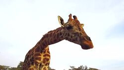giraffe chewing something in savanna at africa Stock Footage