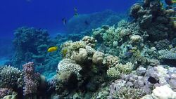 Beautiful corals. Underwater life in the ocean. Tropical fish. Stock Footage