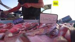 Sardine shortage fuelled by climate change and overfishing hits French markets News Clip