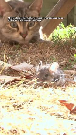 What's up with cats' "ekekekek" sounds? #shorts #science #animalbehavior #cats Instructional Video