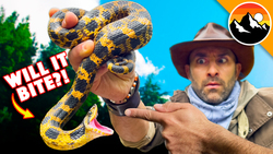 Zombie Snake - Will It Bite?! Instructional Video