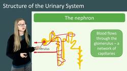 The Structure of the Urinary System and Nephrons Explained Instructional Video