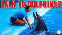 Can We 'Communicate' With Dolphins? Instructional Video