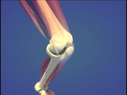 Healthy Skeletal and Muscular Systems: Video Quiz Instructional Video