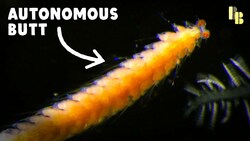 What if Your Butt Swam Away? Instructional Video