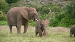 Basic Needs of Living Things: Part 2 Instructional Video