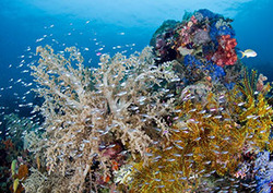 Biodiversidad Instructional Video