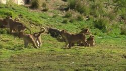 The King of His Domain! Introducing Izu The Lion Instructional Video