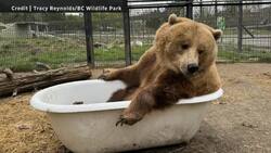 #TheMoment these grizzly bears lounged in a clawfoot bathtub Instructional Video