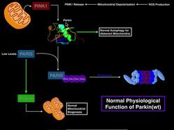 Prions | Mechanisms of Parkinson's Disease, Parkin Prion, and L-DOPA Treatment Instructional Video