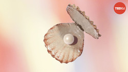 TED-Ed: How do oysters make pearls? | Rob Ulrich Instructional Video
